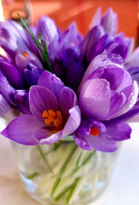 coltivare zafferano growing saffron